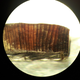 Imagen microscópica de un fragmento de madera encontrado en L’Anse aux Meadows